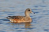 American Wigeon